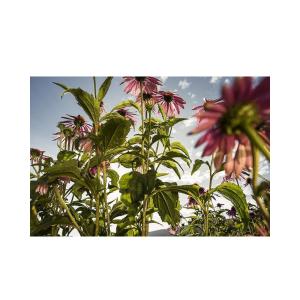 Ricola Cough Suppressant Throat Drops, Honey Lemon With Echinacea