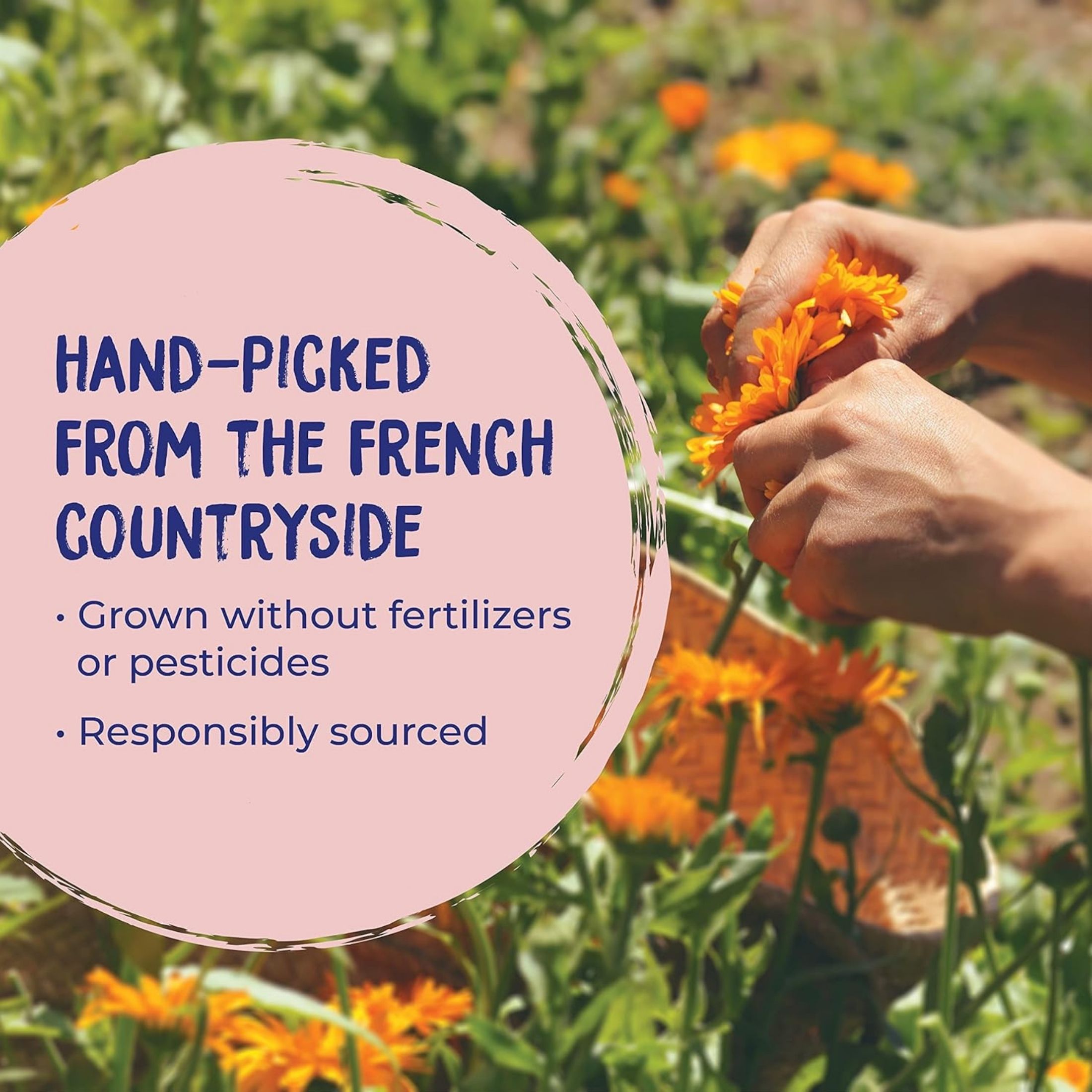 Boiron Calendula First Aid Cream, Homeopathic Medicine - 2.5 Oz